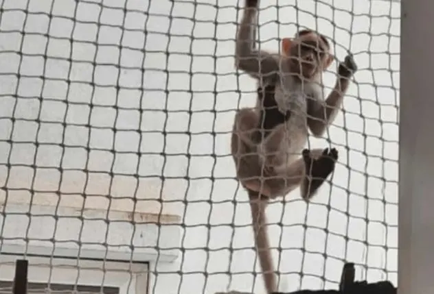 Monkey safety nets for apartments in Tirupati