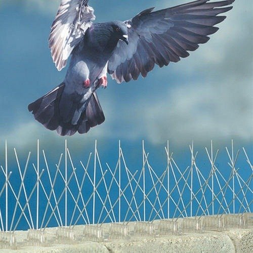High-quality anti bird spikes installed on building ledges by Neeraj Safety Nets